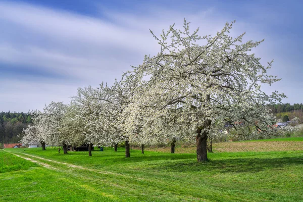 Spring Scenic White Flowering Cherry Trees — Stock Photo, Image