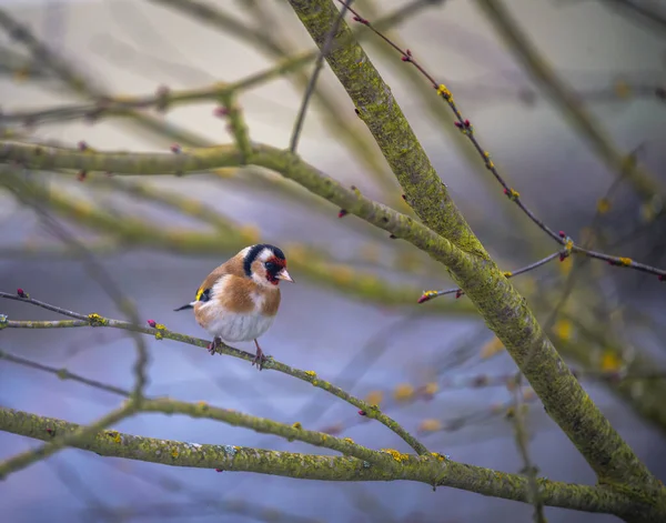 Finch Europeu Carduelis Carduelis Sentado Ramo Uma Árvore — Fotografia de Stock