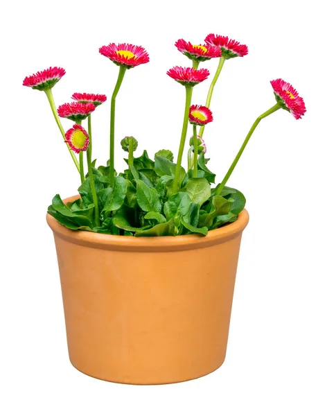 Closeup Isolated Blooming Bellis Flowers Flower Pot — Stock Photo, Image