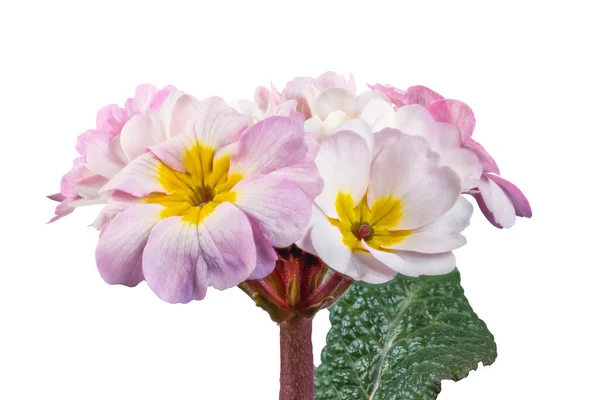 Primer Plano Una Flor Onagra Rosa Aislada — Foto de Stock