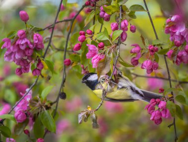 Great tit bird sitting in a pink flowering apple tree