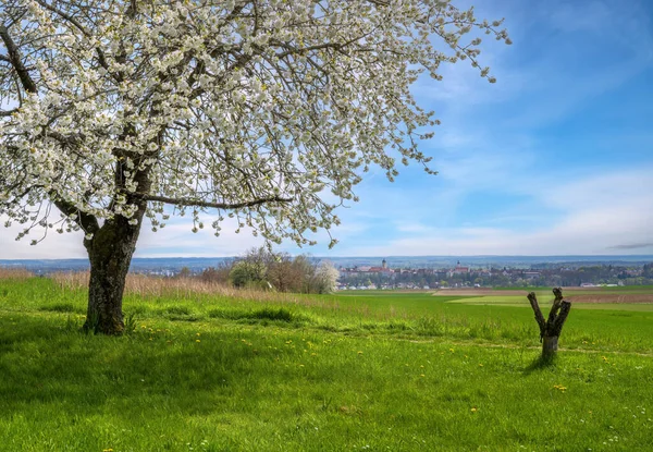Wiosenne Malownicze Białymi Kwitnącymi Wiśniami Widok Miasto Neuburg Der Donau — Zdjęcie stockowe