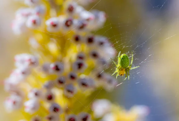 黄瓜绿蜘蛛 Araniella Cucurbitina 在其网络 — 图库照片