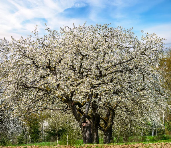 Spring Scenic White Flowering Cherry Trees — Stock Photo, Image