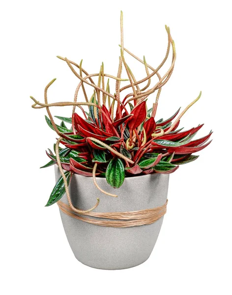 Fechar Uma Flor Isolada Peperomia Vaso — Fotografia de Stock