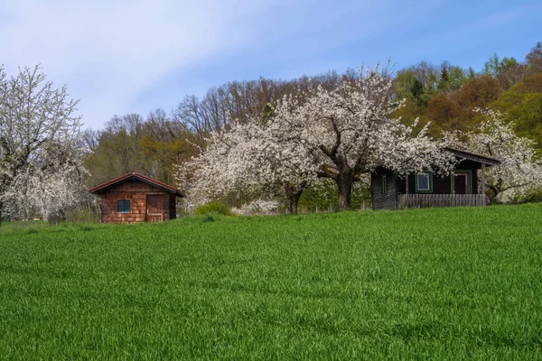 Primavera Escénica Con Cerezos Florecientes Blancos —  Fotos de Stock