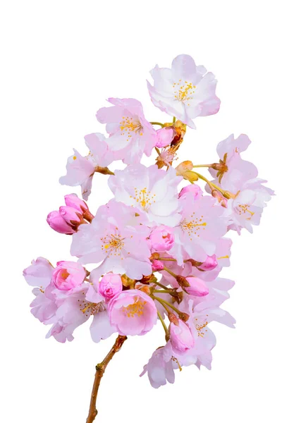Macro Isolated Pink Cherry Blossoms — Stock Photo, Image