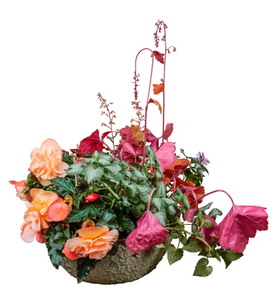 Närbild Isolerad Planter Skål Med Begonia Och Heuchera Blommor — Stockfoto