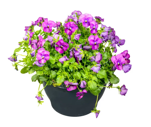 Närbild Isolerade Pottet Violett Blommor — Stockfoto