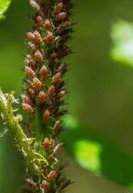 Bitlerle dolu bir çiçeğin Macro 'su.