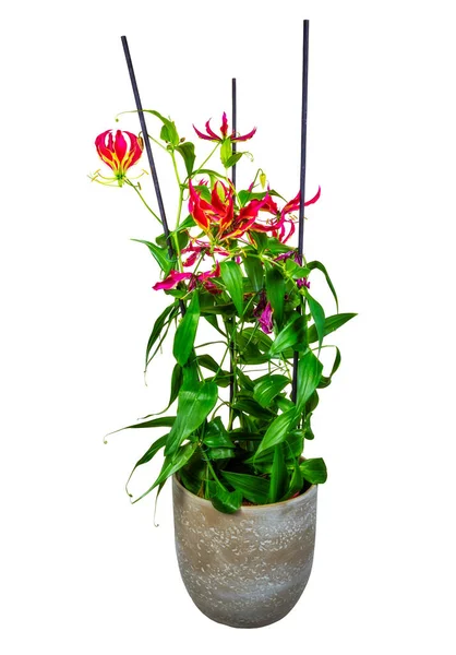 Isolated potted flame lily flower with red blossoms