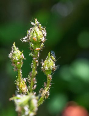 Bitlerle dolu bir gül tomurcuğunun makrosu