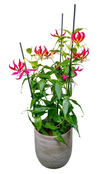 Isolated potted flame lily flower with red blossoms