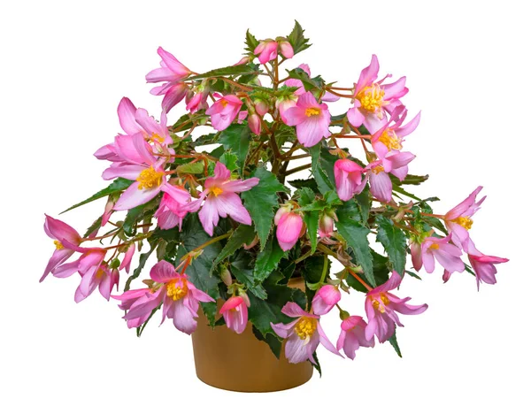 Chiusura Fiore Begonia Fiorito Rosa Isolato — Foto Stock