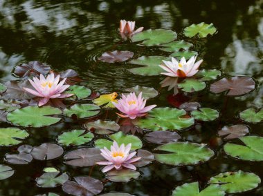 Pembe su zambağı çiçekleri ve yeşil yapraklar bir gölette