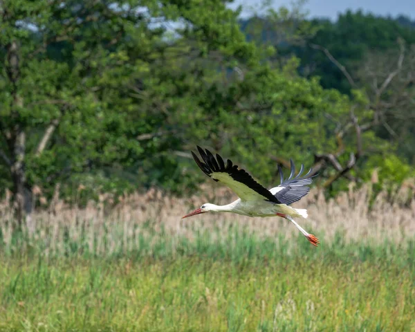 White Stork Ciconia Ciconia Flying Meadow — Stock Photo, Image