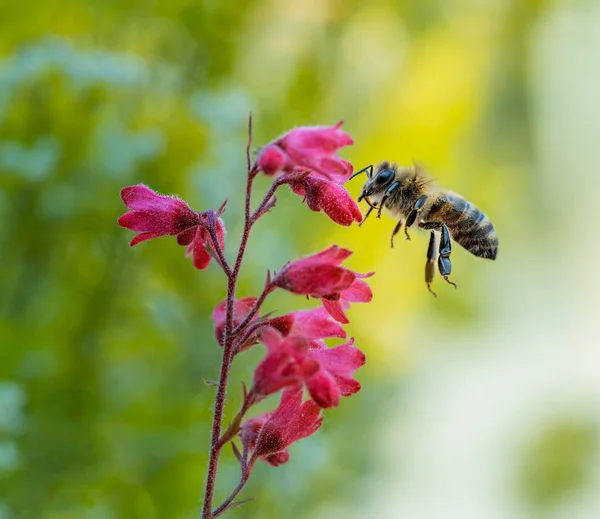 Macro Bee Flying Red Heuchera Flower — Fotografia de Stock