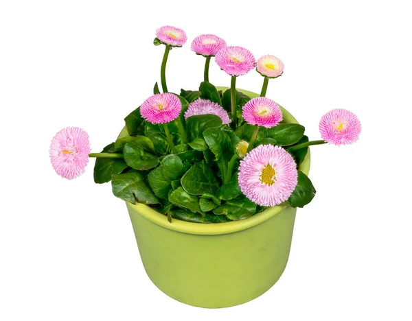 Nahaufnahme Isolierter Blühender Bellis Blumen Einem Blumentopf — Stockfoto