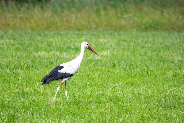 White Stork Walking Meadow — Stock Photo, Image