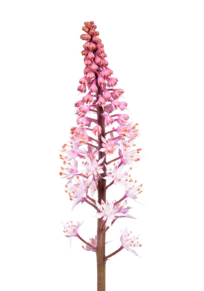 Макро Изолированных Розовых Цветков Тиареллы — стоковое фото
