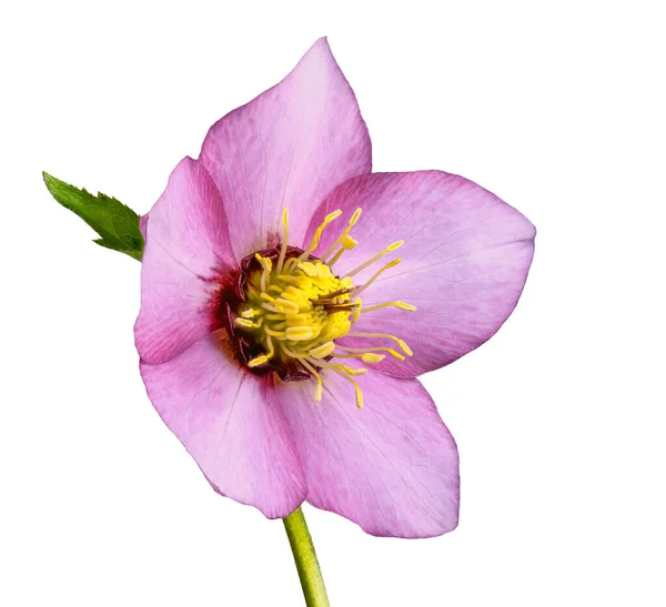 Macro Uma Flor Rosa Quaresmal Isolada — Fotografia de Stock