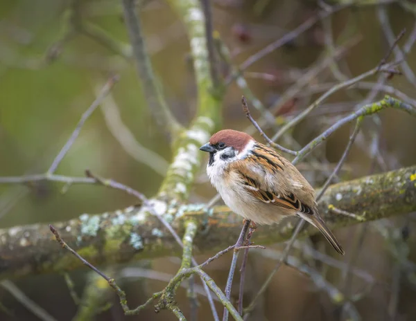 Closeup Sparrow Sitting Branch Tree — Stock Photo, Image