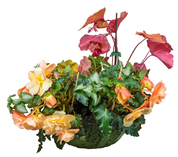 Primer Plano Una Maceta Aislada Con Flores Begonia Heuchera — Foto de Stock