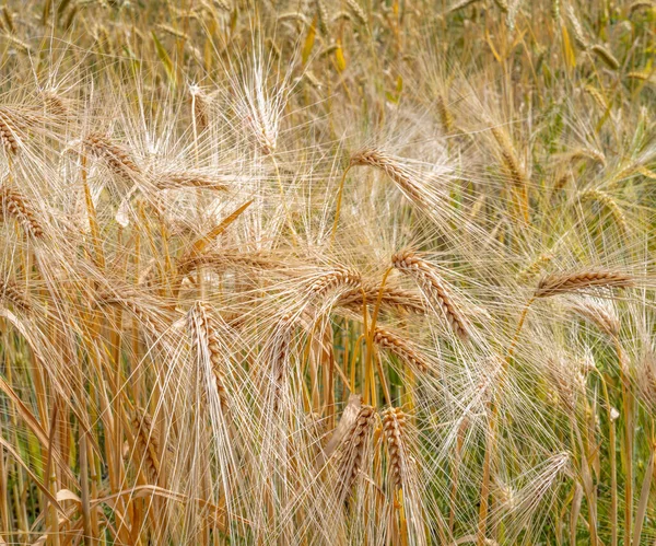 Detailní Záběr Zralého Pšeničného Pole — Stock fotografie