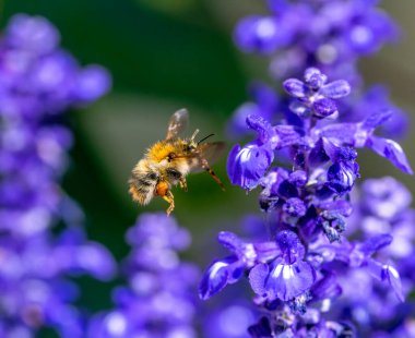 Macro of a common carder bee flying to a purple sage flower blossom