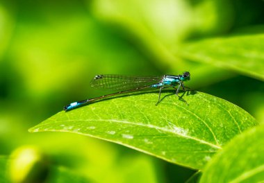 Makro bluetail kızböcekleri üzerindeki yeşil yaprak