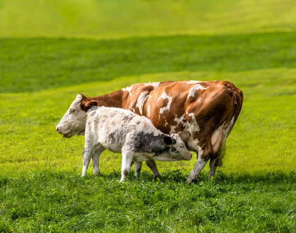 一群快乐的奶牛在阿尔卑斯山的牧场上 免版税图库图片