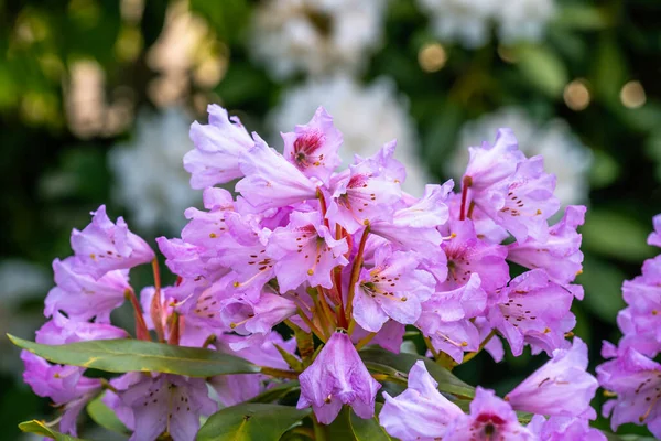 ดอกไม ของดอกไม ชมพ Rhododendron มไม รูปภาพสต็อก