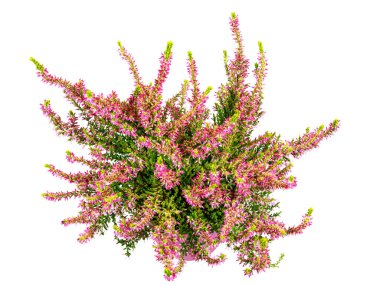 İzole edilmiş saksı çiçekli kenevir bitkisi (Erica Carnea)