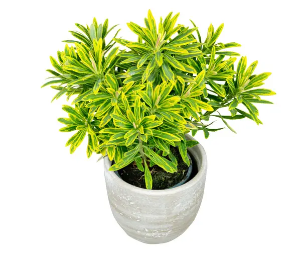Closeup of an isolated potted green Euphorbia plant