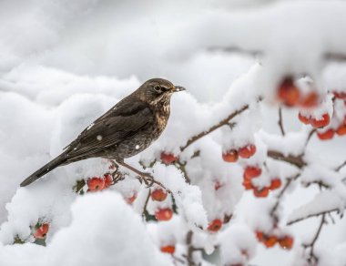 Karla kaplı bir elma ağacında oturan dişi bir karatavuğa yakın çekim