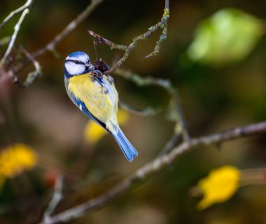 Closeup of a blue tit bird hanging on the branch of a tree
