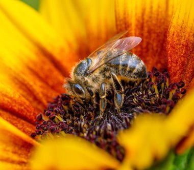 Sarı bir çiçekte döllenen arı.