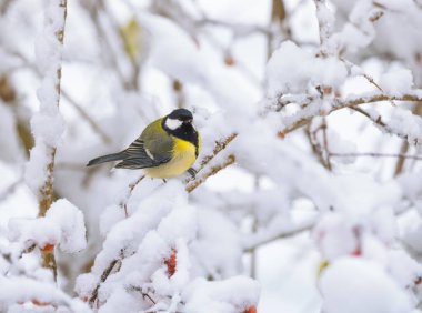 Closeup of a great tit bird sitting on a snow covered apple tree