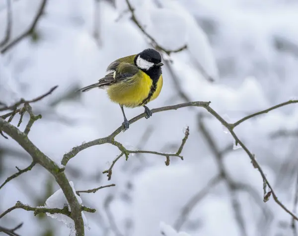 Closeup of a great tit bird sitting on a snow covered tree
