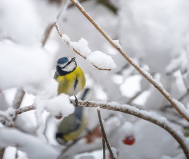 Closeup of a blue tit bird sitting on a snow covered apple tree