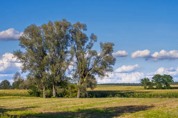 stock image Group of trees at a cornfiled in a rural landscape