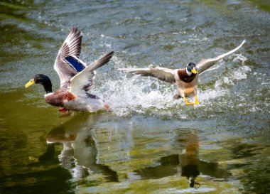 Uçan yaban ördekleri suya iniyor.