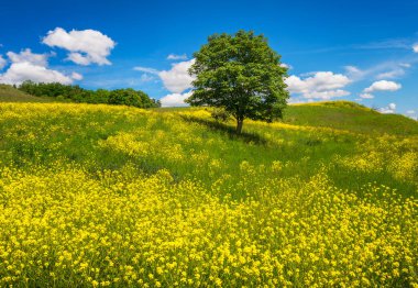 Sarı çiçekli bir çayırda yapayalnız bir ağaç manzarası