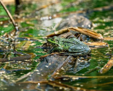 Su yosunlarıyla dolu gölette yeşil bir kurbağanın yakın çekimi.