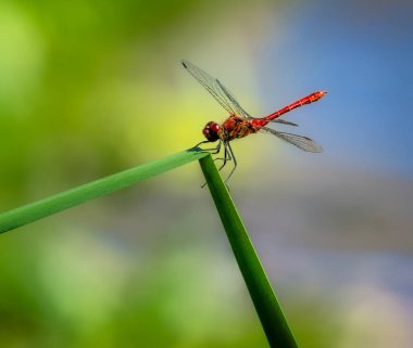 Erkek kırmızı darter (Sympetrum sanguineum) yusufçuk bir çimen sapı üzerinde