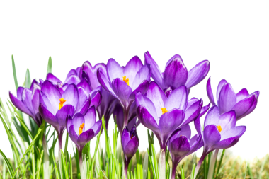 bir grup çim izole mor bitkisi çiçeği