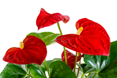 İzole edilmiş kırmızı flamingo çiçeği (anthurium)