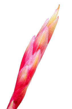 İzole edilmiş Tilland çiçekleri.