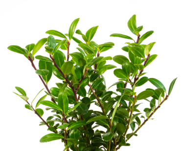 Bir ilex crenata çalısının izole edilmiş yeşil dalları.