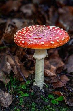 Red fly agaric musroom in the forest clipart